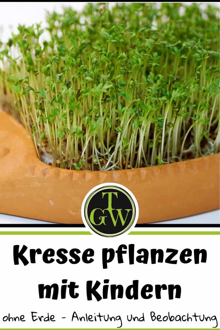 Kresse ausäen mit Kindern - Pinterest - Gartenblog Topfgartenwelt
