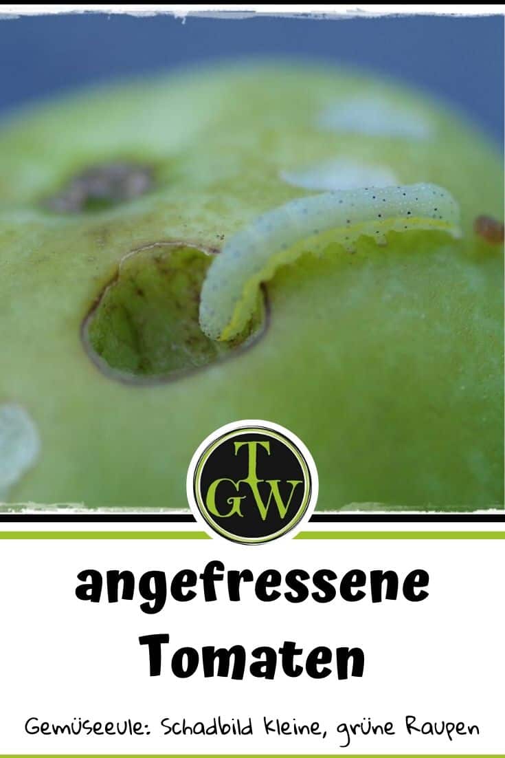 Gemüseeule - Pinterest - Gartenblog Topfgartenwelt