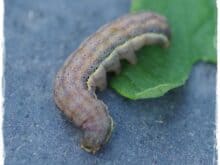 Raupe der Gemüseeule auf Tomatenblatt - Gartenblog Topfgartenwelt