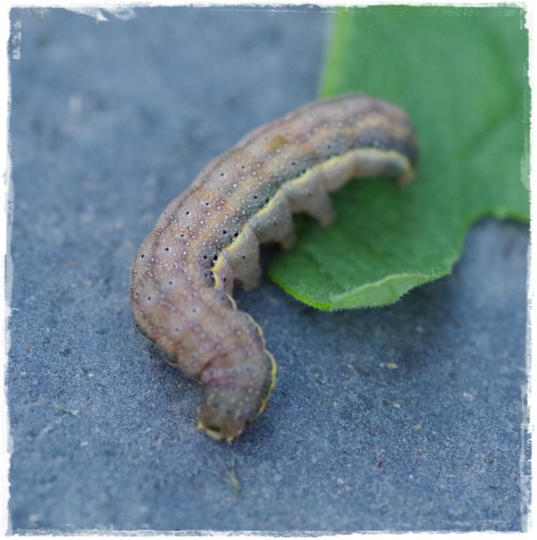 Raupe der Gemüseeule auf Tomatenblatt - Gartenblog Topfgartenwelt