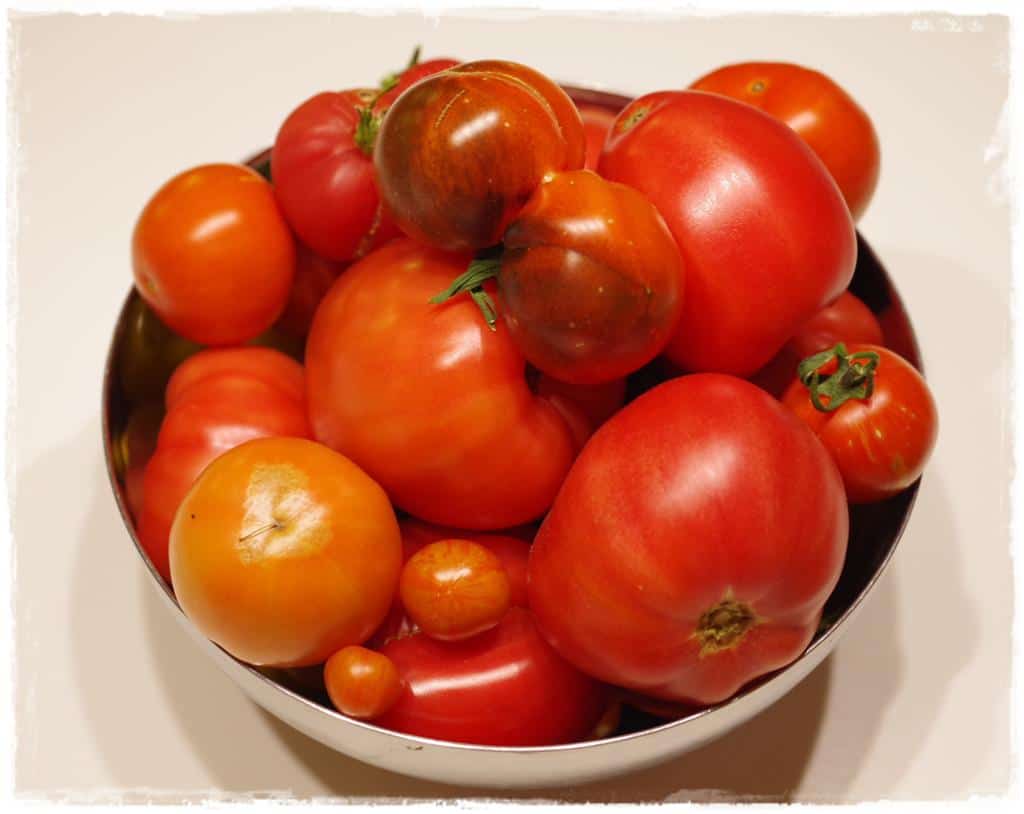 Diese Tomaten in der Schüssel wurden vor Kurzem geerntet und warten darauf eingekocht zu werden.