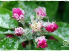Gartenblog Topfgartenwelt Wetter: Im April droht immer wieder Spätfrost, 4 Tipps wie Du Deine Pflanzen schützen kannst. Apfelblüte im Schnee.
