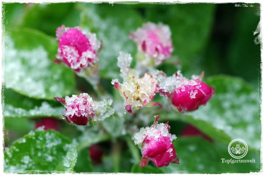 Gartenblog Topfgartenwelt Wetter: Im April droht immer wieder Spätfrost, 4 Tipps wie Du Deine Pflanzen schützen kannst. Apfelblüte im Schnee.