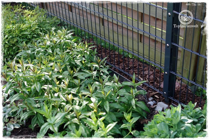 Gartenblog Topfgartenwelt Unkrautvlies im Test: das Unkrautvlies wird mit Hilfe von Rindenmulch versteckt