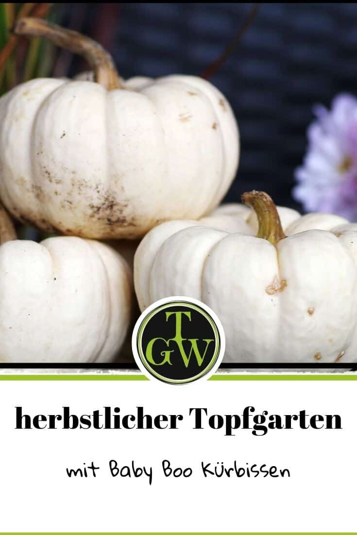 Herbstpflanzen für Kübel - Pinterest - Foodblog Topfgartenwelt