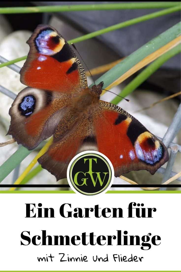 Schmetterlingsgarten anlegen - Pinterest - Gartenblog Topfgartenwelt