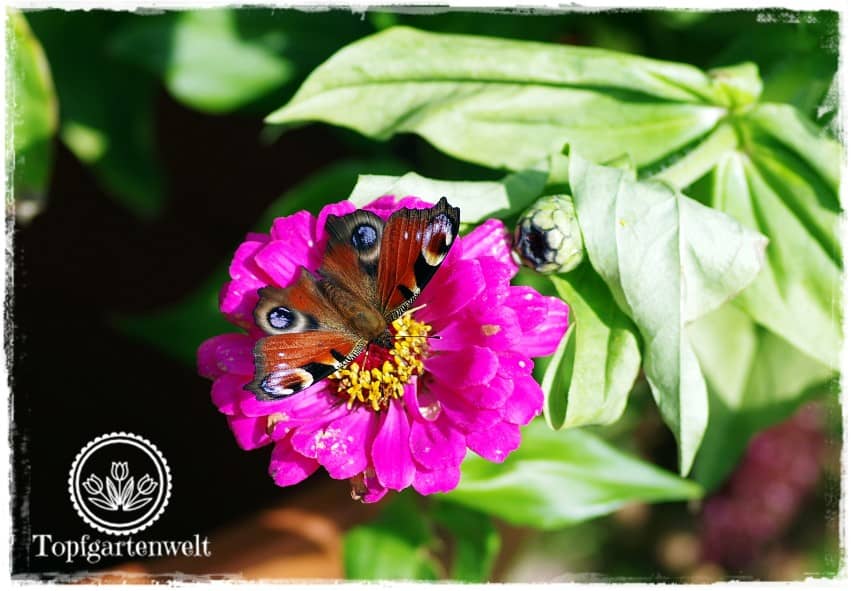 Gartenblog Topfgartenwelt Schmetterlingsgarten: Pflanzen für den Garten Zinnien Selbstaussaat Tagpfauenauge