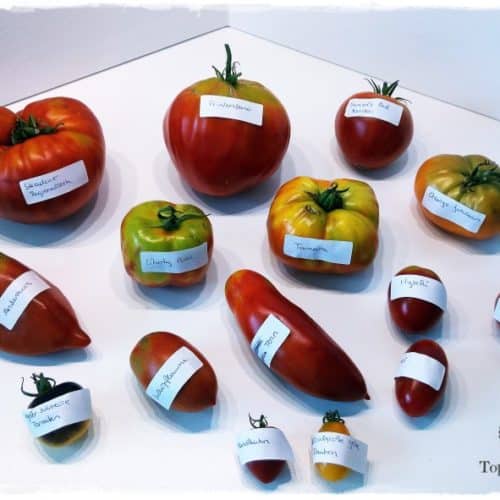 Tomatensamen gewinnen und trocknen - Gartenblog Topfgartenwelt