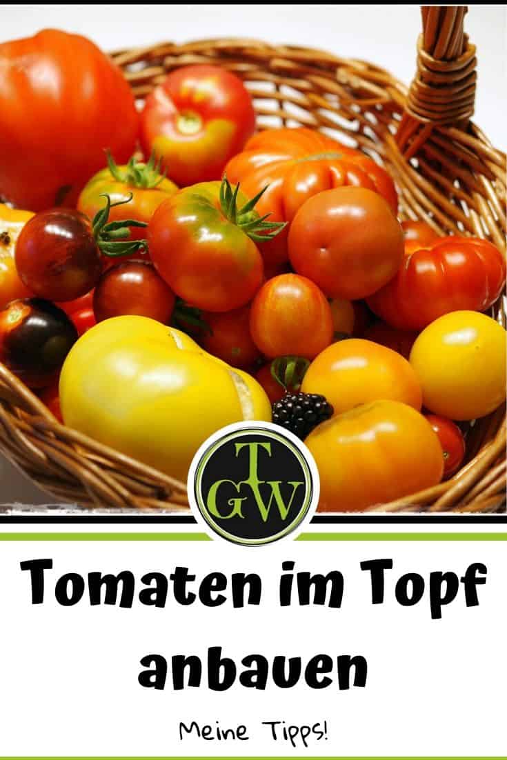 Tomaten im Topf - Pinterest - Gartenblog Topfgartenwelt