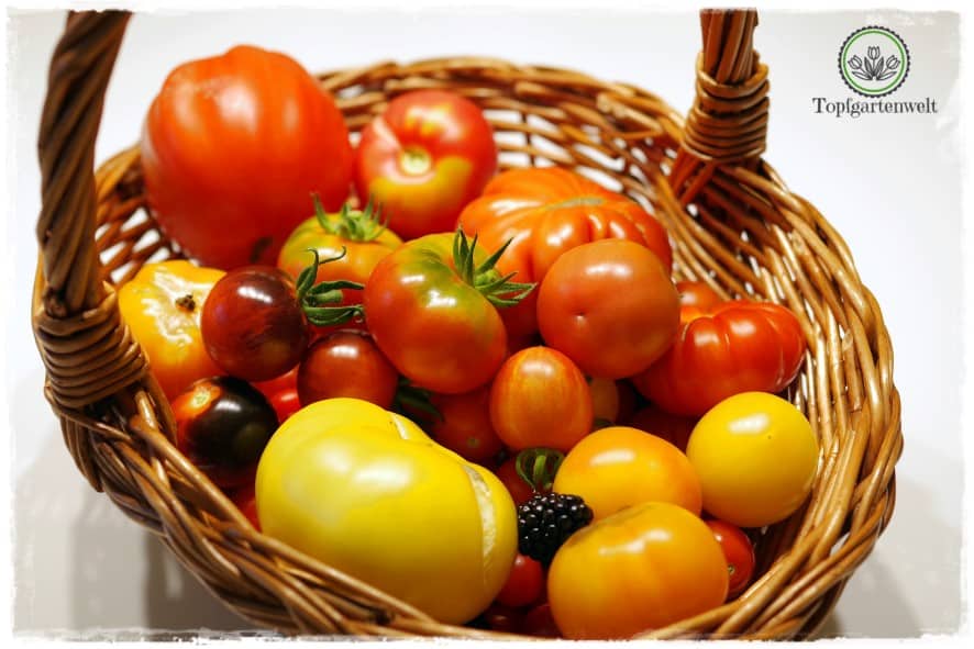 Gartenblog Topfgartenwelt Tomaten Tomatenanbau in großen Töpfen und Trögen: Tomaten im Topf