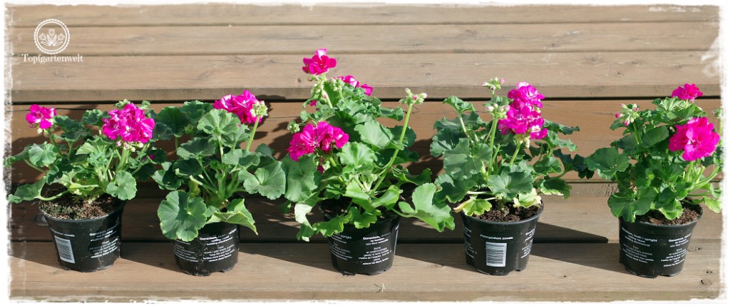 Gartenblog Topfgartenwelt Balkonblumen 2018: stehende Geranien Pelargonien