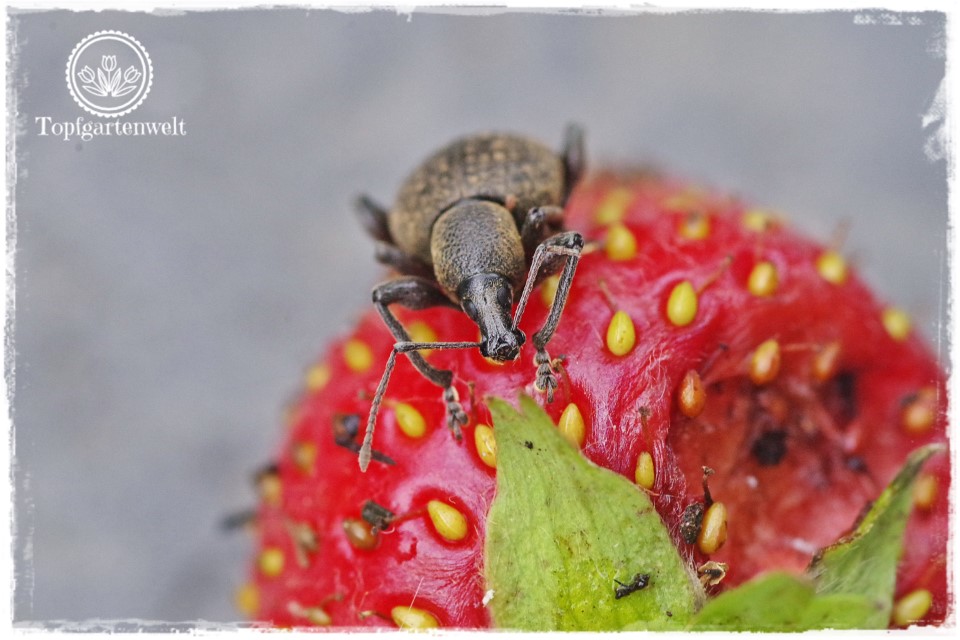 Gartenblog Foodblog Topfgartenwelt Dickmaulrüssler bekämpfen: Erdbeerschädling - Was tun gegen Dickmaulrüssler auf Erdbeeren - Dickmaulrüssler auf Erdbeere
