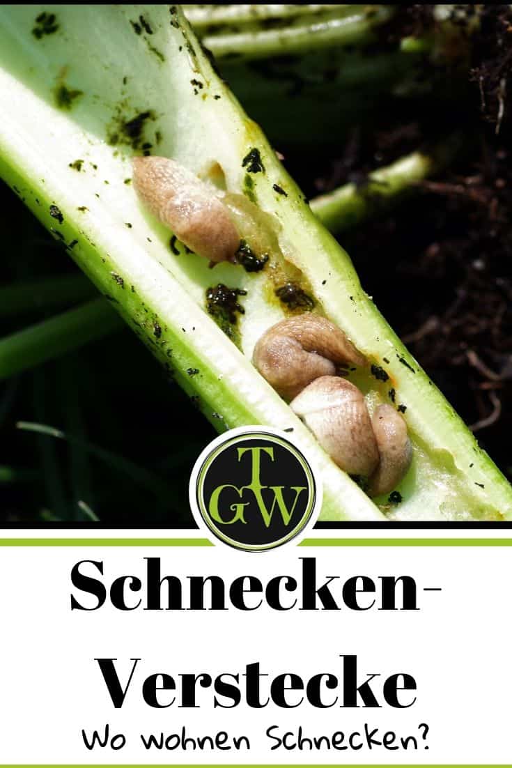 Schneckenverstecke | wo wohnen Schnecken - Pinterest - Gartenblog Topfgartenwelt