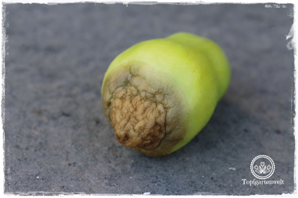 Blütenendfäule an Tomaten - Tomaten essbar? Gartenblog Topfgartenwelt