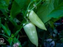 Paprika und Chili reifen im Herbst oft nicht mehr aus, sie können aber an der Pflanze nachreifen - Gartenblog Topfgartenwelt