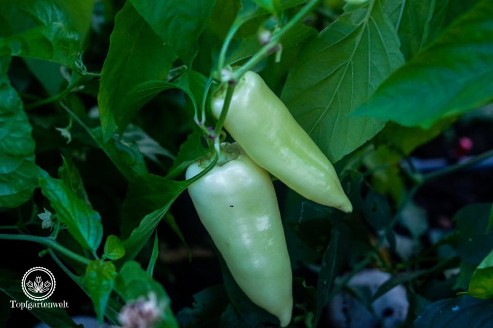 Paprika und Chili reifen im Herbst oft nicht mehr aus, sie können aber an der Pflanze nachreifen - Gartenblog Topfgartenwelt