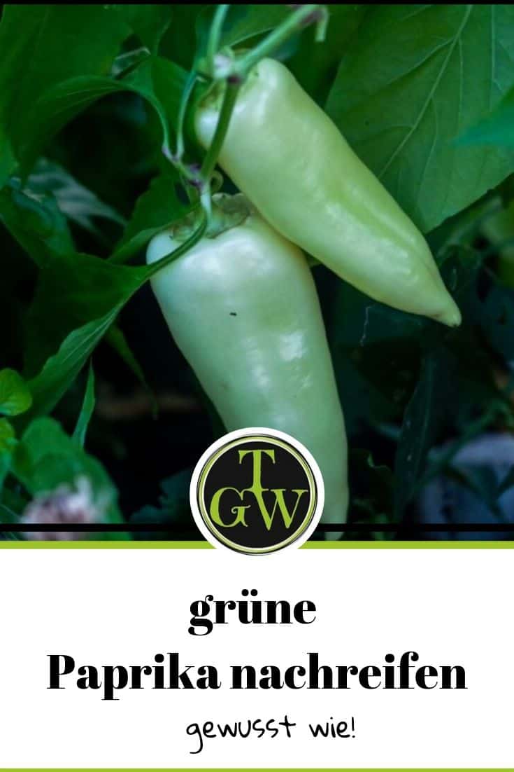 Paprika nachreifen - Pinterest - Foodblog Topfgartenwelt