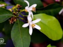 Frosthärte Zitronenbaum? Wie lange kann Zitronenbaum im Freien bleiben? - Gartenblog Topfgartenwelt