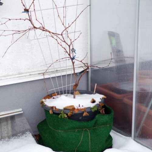 Kübelpflanzen überwintern wie oft gießen - Gartenblog Topfgartenwelt