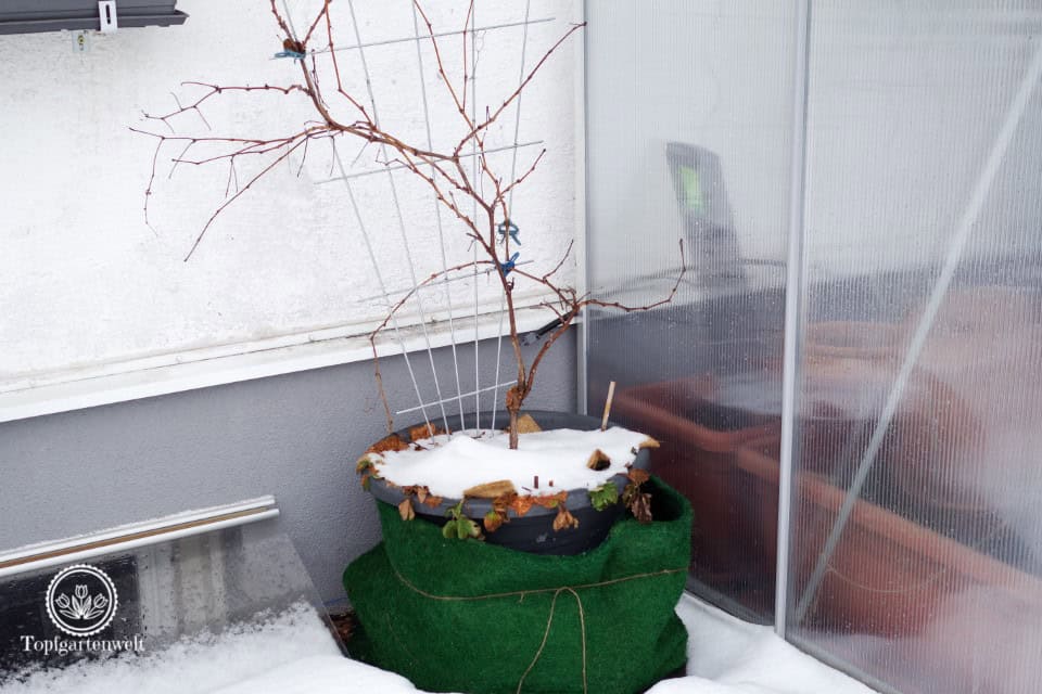 Kübelpflanzen überwintern wie oft gießen - Gartenblog Topfgartenwelt