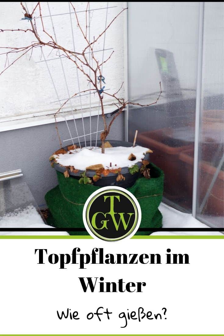 Topfpflanzen gießen im Winter - Pinterest - Foodblog Topfgartenwelt