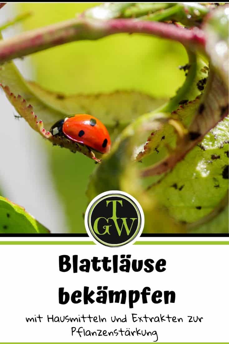 Schwarze und grüne Blattläuse bekämpfen - Pinterest - Gartenblog Topfgartenwelt