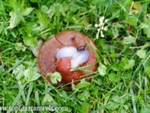 Schnecken bei der Paarung im Garten - Gartenblog Topfgartenwelt