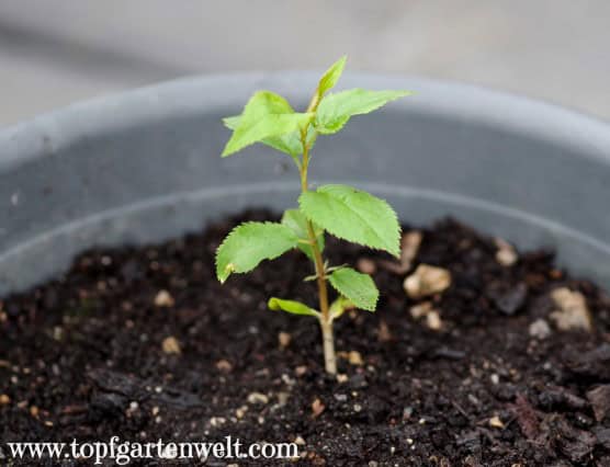 Kriecherl aus Kern gezogen - Gartenblog Topfgartenwelt