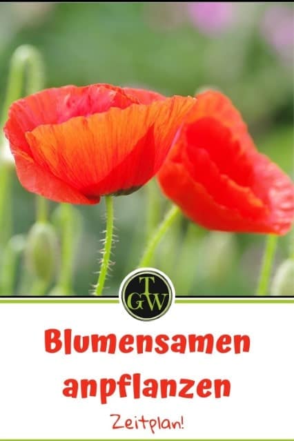 Blumensamen aussäen - Pinterest - Gartenblog Topfgartenwelt