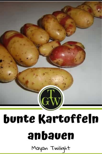 Mayan Twilight - bunte Kartoffelsorten - Gartenblog Topfgartenwelt
