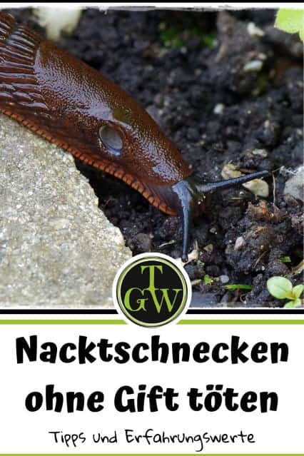 Nacktschnecken ohne Gift bekämpfen - Gartenblog Topfgartenwelt #nacktschnecken #schneckenplage #wastungegennacktschnecken #schneckenbekämpfen #rotenacktschnecke #keingift