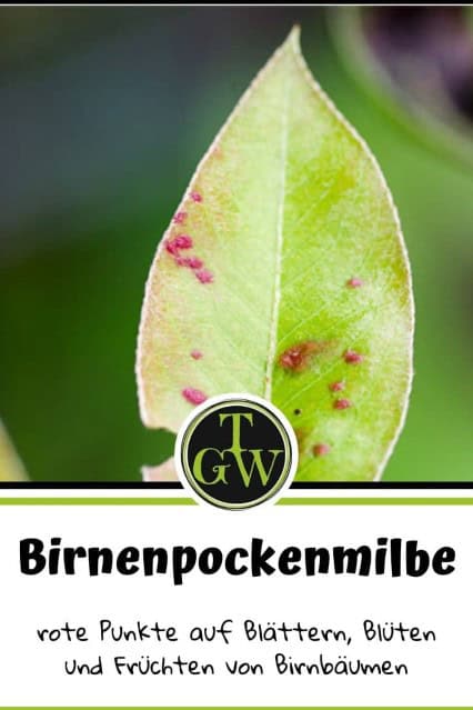 Birnenpockenmilbe bekämpfen - Pinterest - Gartenblog Topfgartenwelt