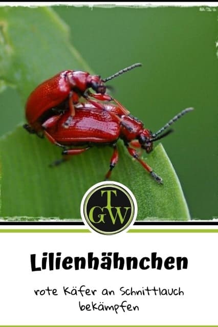 Lilienhähnchen - Pinterest - Gartenblog Topfgartenwelt