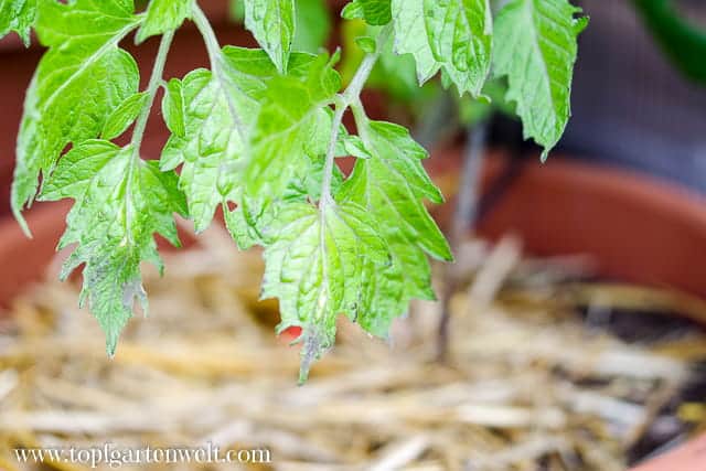 lila Flecken bei Tomatenblättern - Phosphormangel - Gartenblog Topfgartenwelt