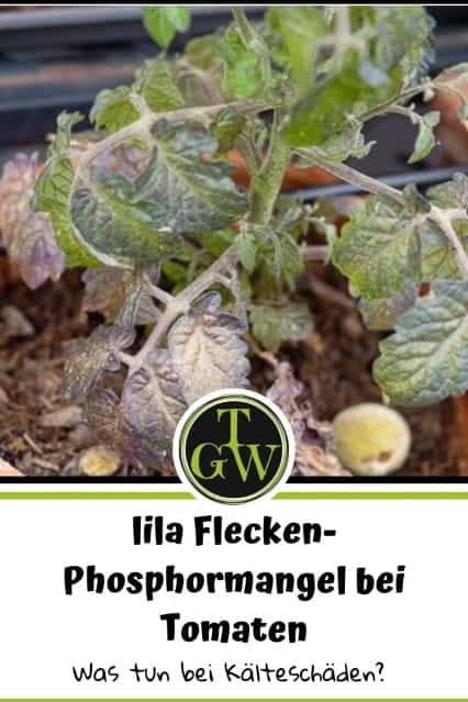 lila Flecken - Phosphormangel - Kälteschaden bei Tomaten - Pinterest - Gartenblog Topfgartenwelt