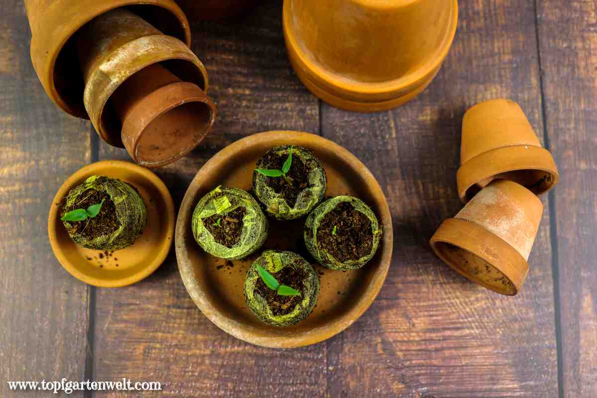 Aussaatkalender Januar - 7 Gemüse, Blumen und Kräuter aussäen - Gartenblog Topfgartenwelt