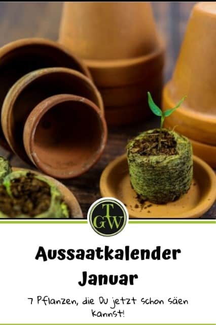 Aussaatkalender Januar - 7 verschiedene Pflanzen - Gartenblog Topfgartenwelt