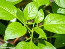 Königsblüten bei Paprika und Chili - Gartenblog Topfgartenwelt