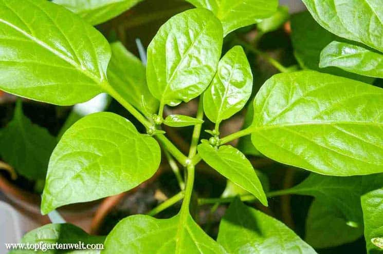 Königsblüten bei Paprika und Chili - Gartenblog Topfgartenwelt