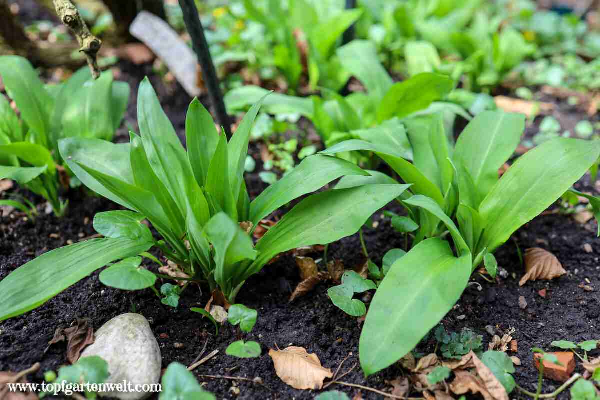 Bärlauch im Garten pflanzen und vermehren - Gartenblog Topfgartenwelt