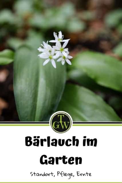 Bärlauch im Garten blüht - Gartenblog Topfgartenwelt