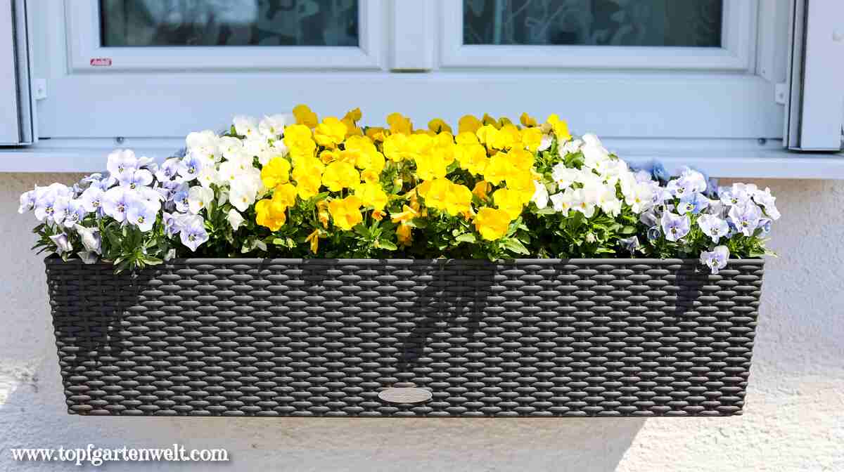 Frostfeste Frühlingsblumen Beispiele für Balkonkasten, Kübel und Topf - Gartenblog Topfgartenwelt