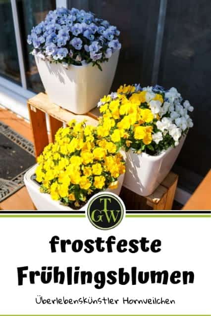 Frostfeste Frühlingsblumen Pinterest - Gartenblog Topfgartenwelt