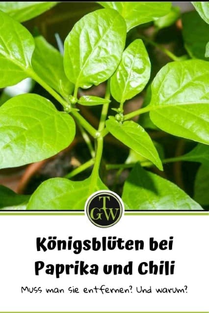 Königsblüten bei Paprika - Pinterest - Gartenblog Topfgartenwelt