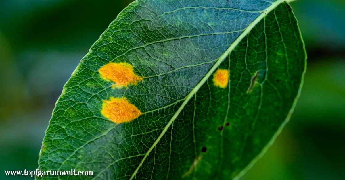 Birnengitterrost - orange-rote Flecken auf Birnbaumblättern - Gartenblog Topfgartenwelt