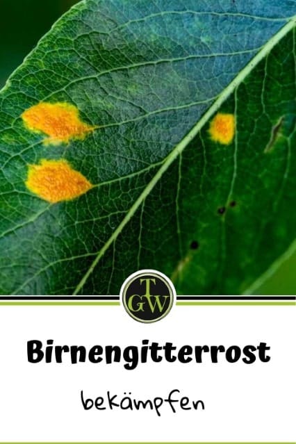 Birnengitterrost - Pinterest - Gartenblog Topfgartenwelt