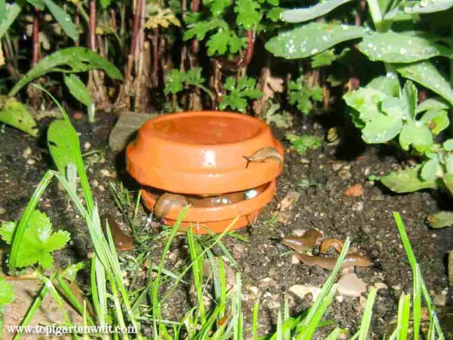 Schneckenfalle selber bauen für Schneckenkorn - Gartenblog Topfgartenwelt