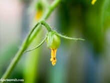Tomaten bestäuben im Gewächshaus mit einem Ventilator - Gartenblog Topfgartenwelt