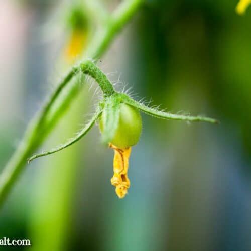 Tomaten bestäuben im Gewächshaus mit einem Ventilator - Gartenblog Topfgartenwelt