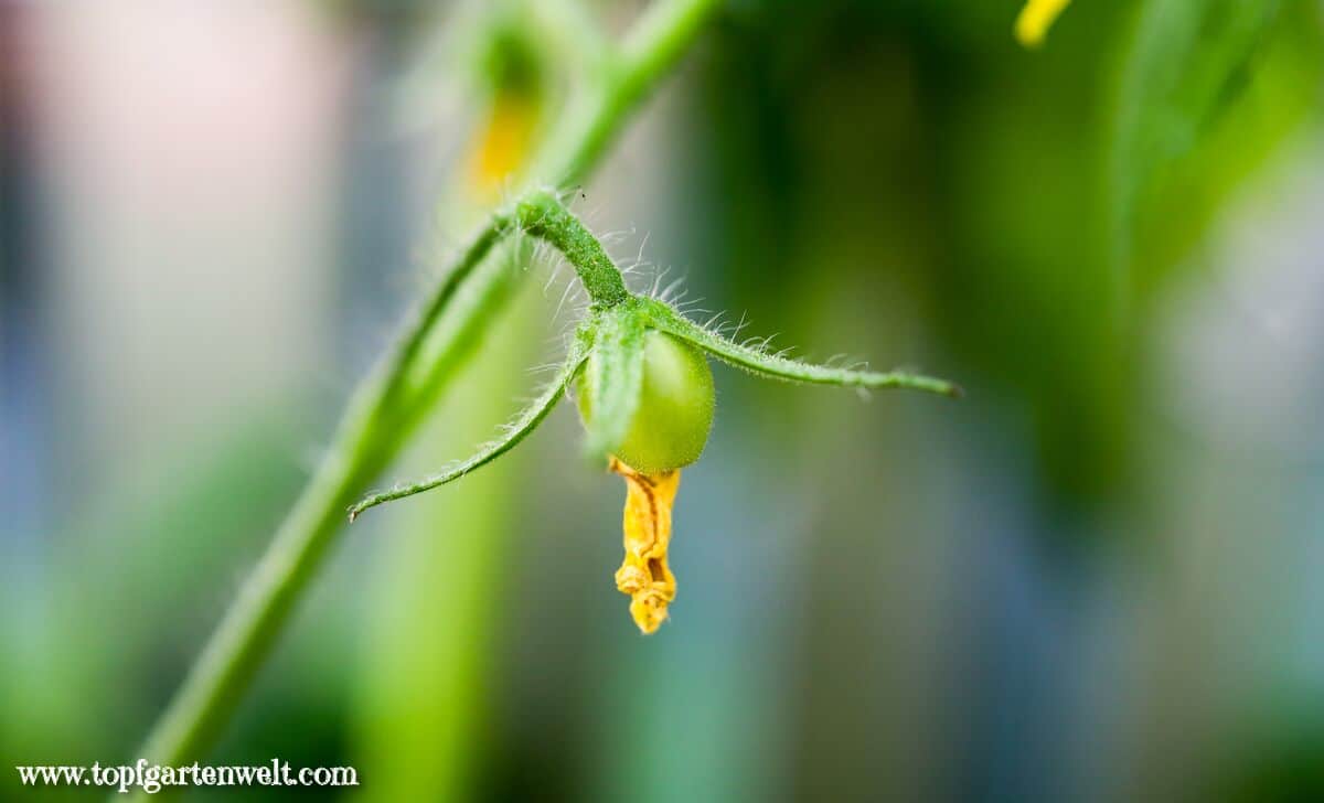 Tomaten bestäuben im Gewächshaus mit einem Ventilator - Gartenblog Topfgartenwelt